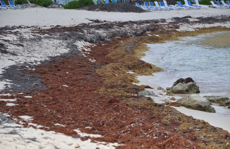 Hibiscus Beach is also battling copious amounts of seaweed. (SAP photo)
