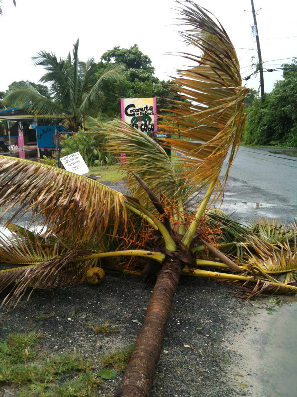 A downed tree on St. Croix. (John Baur photo)