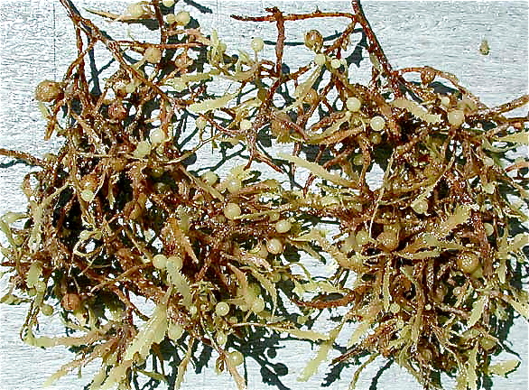 A sample of Sargassum weed, as seen in Wikipedia.