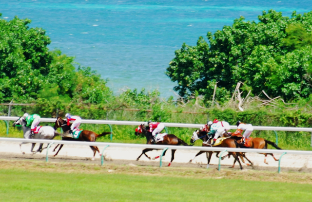 Horse race down the picturesque back stretch at Randall 'Doc' James Racetrack.