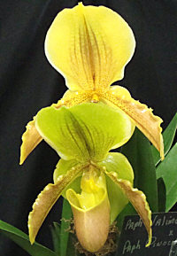 The orchid variety called Paph. Valime 'Val' AM/AOS crossed with Paph. Pinochio Dressen.