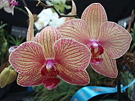 The Phal. Baldan's Kaleidoscope orchid.