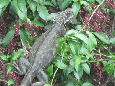 An iguana climbs a tree at Ajax Peak.