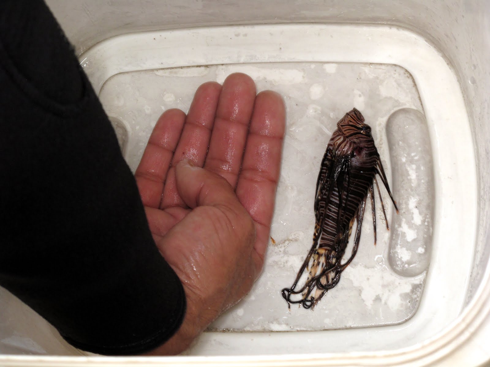 This lionfish was captured Sunday off Hassel Island. 