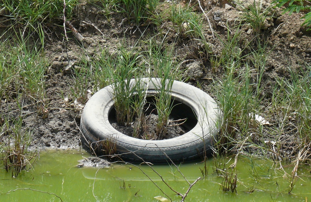 Tire sitting on edge of Pan Gut in Frederiksted.