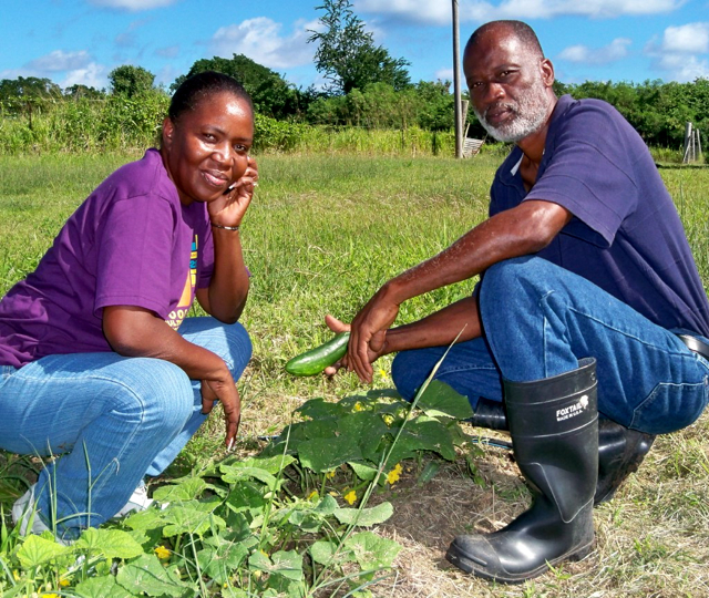 Yvette and Dale Browne in their patch of cucumbers, which took only 45 days to grow.