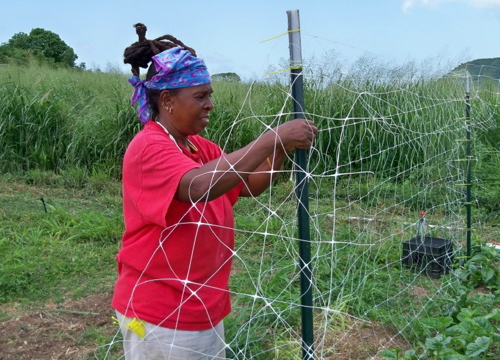 This file photo from July 2010 shows Stinson working her three-acre plot in Beeston Hill. (Photo Carol Buchanan)