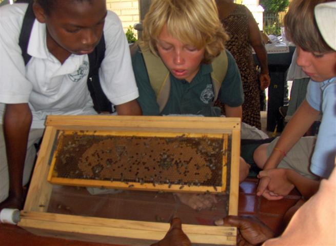 Students inspect the life of bees during Tuesday's Market Day. (Photo Molly Morris)
