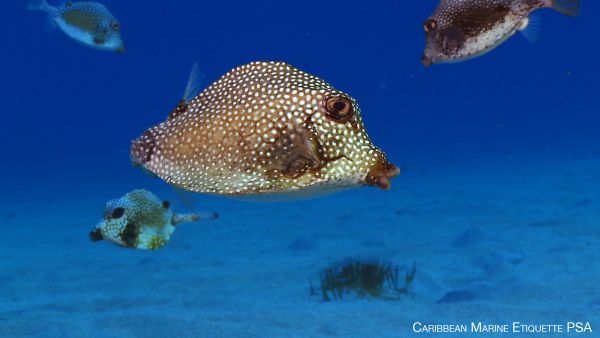 Actor Benicio Del Toro is the voice of the smooth trunkfish in Livnat's video. (Photo courtesy For the Sea Productions)
