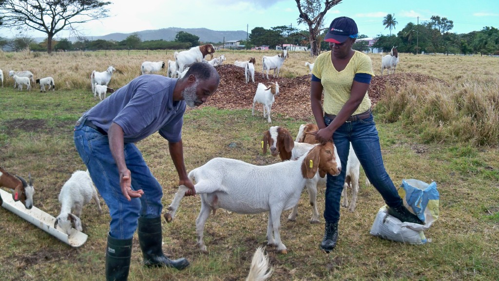 Sejah Farm's Dale and Yvette Browne milk a goat.