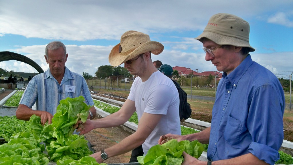 Participants harvest the robust lettuce grown at UVI.