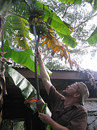 Nate Olive uses his machete to determine if bananas are ready for picking.