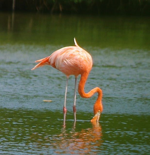 An American flamingo at Great Pond. (Photo by Lisa Yntema)