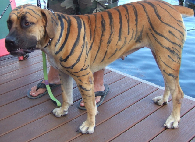 Tesla, owned by Coby Olah, earned the Best of Show award for for his 'lionfish' stripes. 