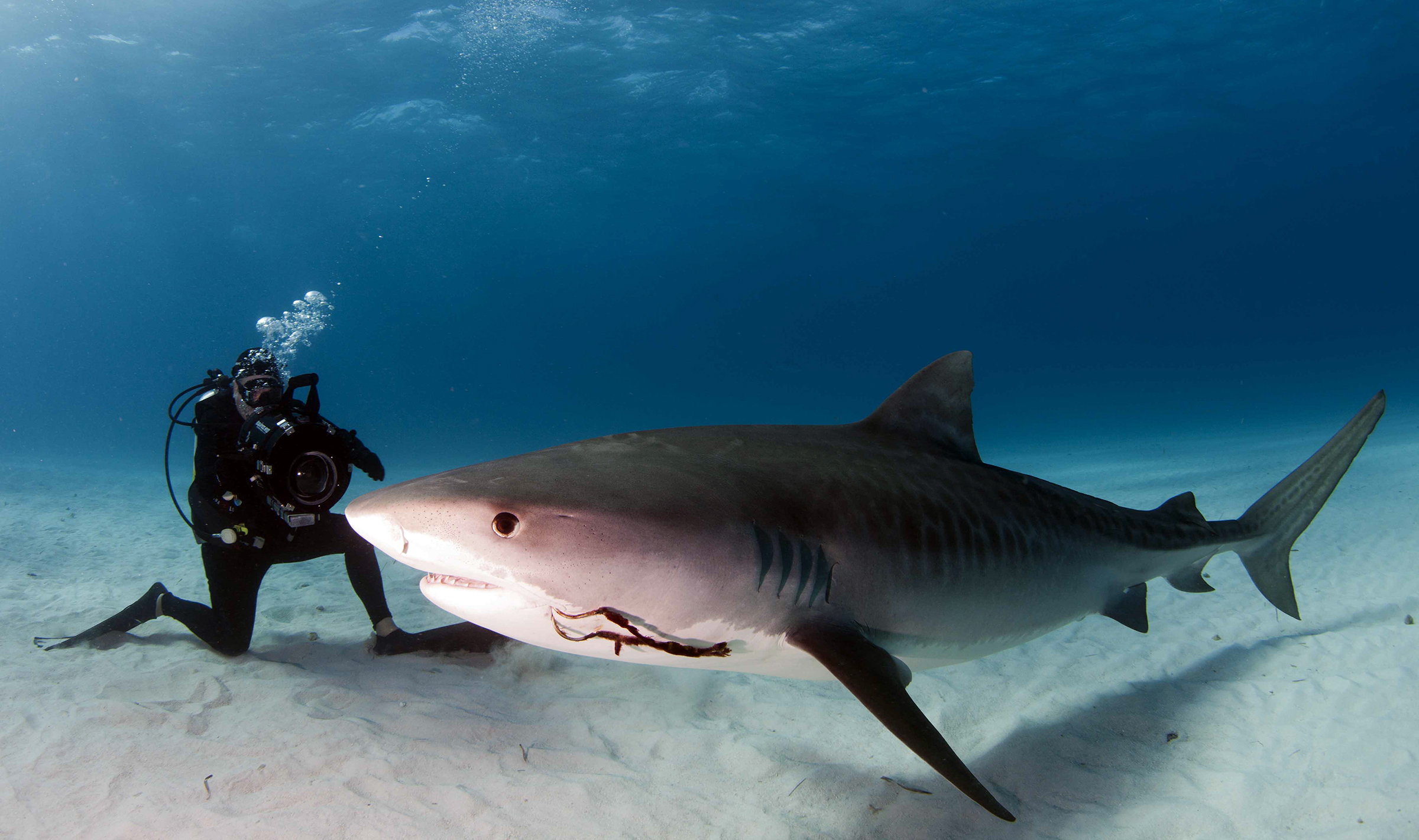 Underwater filmmaker Paul Cater Deaton films a 12-foot tiger shark during the production of his film 'Showdown at 'Tiger Beach.' (Photo by Chris Mazingo)