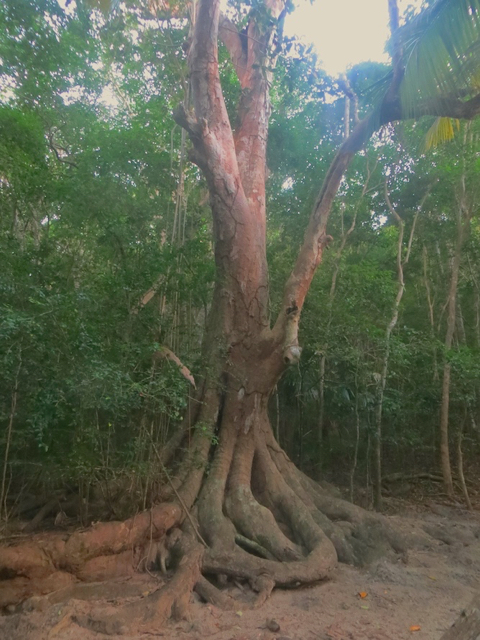 The mastic is another tree well suited to the Caribbean. (Photo provided by Eleanor Gibney)