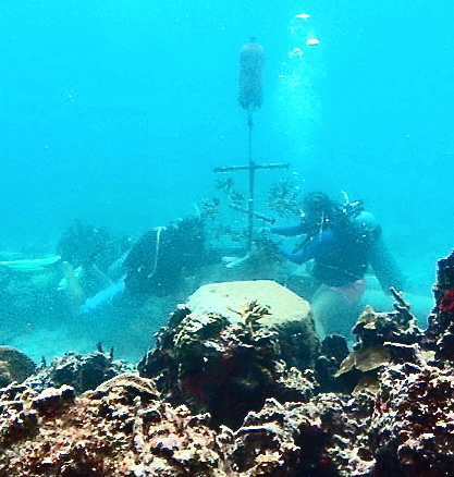 Divers in a Coral World tank attach corals to a 'tree' of plastic pipe to show how they they boost coral growth.