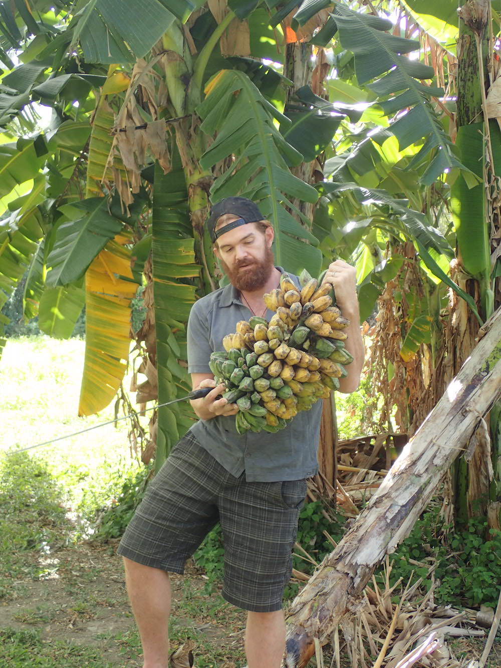 Bananas will be one of the crops grown at Lawaetz Museum for the Farm to School program, according to Ridge to Reef farmer Nate Olive.