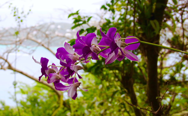 Orchids are abundant at Phantasea Tropical Botanical Garden, with views of Magens Bay in the background.