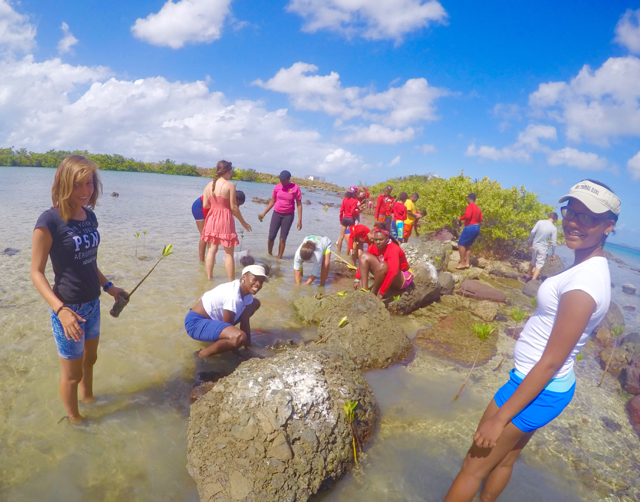 Youth Ocean Explorers plant red mangrove seedlings on Range Key in John Brewers Bay. (Photo provided by Jarvon Stout)