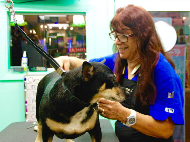 Congero brushes Bovoni at Style A Dog in Crown Bay Marina.