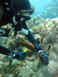 UVI professor Marilyn Brandt, who conducts research funded by VI-EPSCoR, collects samples of coral for microbial analysis. 