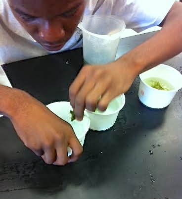 Omori Wade prepares a lunch for sea slugs.