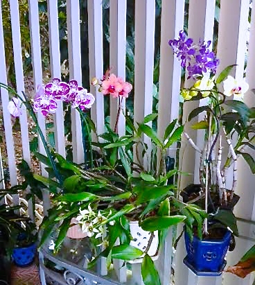 Orchids grace a St. Thomas terrace.
