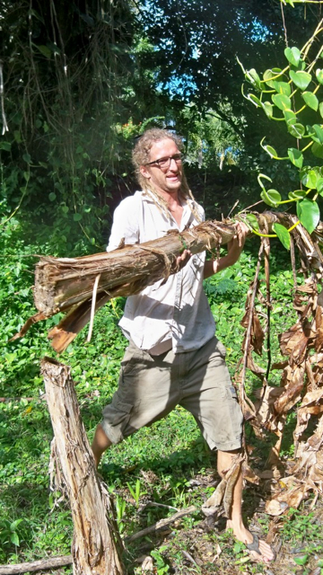 Ty McRase works in the plantain orchard.