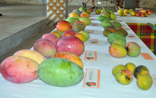 Mangos of all shapes and sizes line the display tables at the St. George Village Botanical Gardens Great Hall.