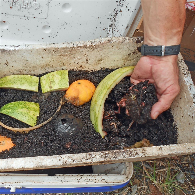 Worms supercharge composting.