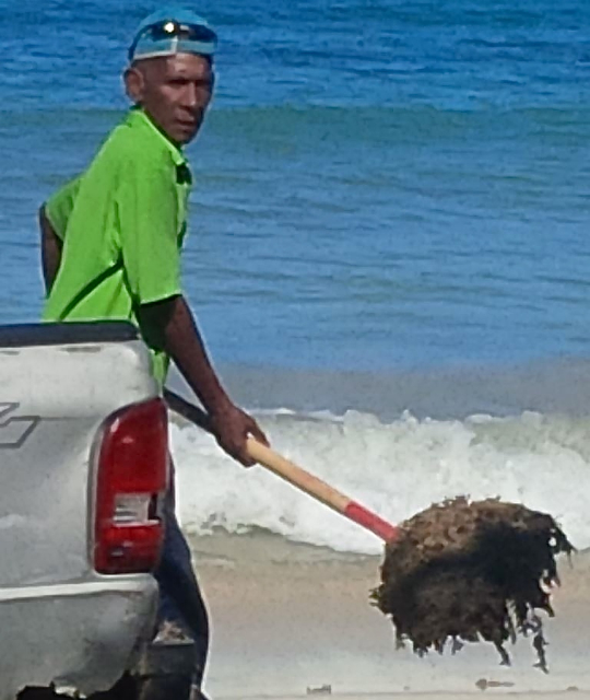 Estaban Ramirez has his work cut out for him, shoveling sargassum off Magens Bay Beach as it continues to pile up. ( Shaun Pennington photo)