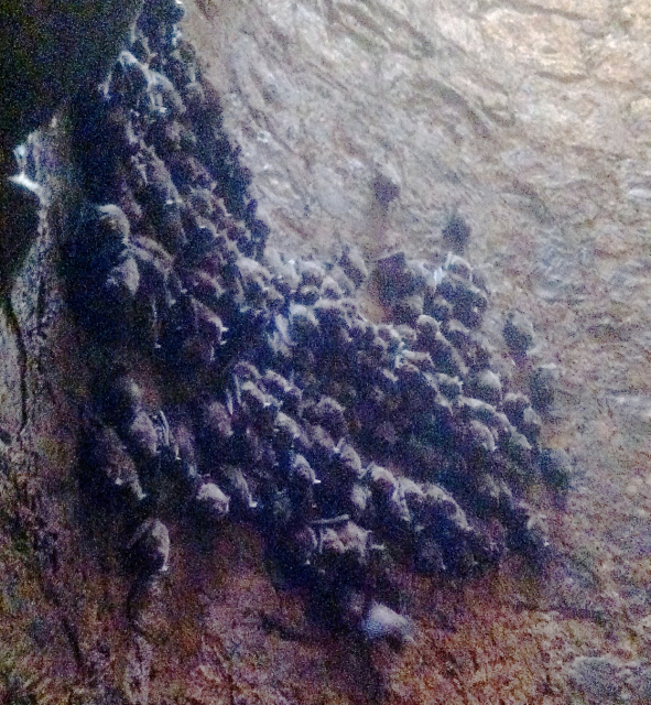 Bats cling to the inside wall of the bat tower.