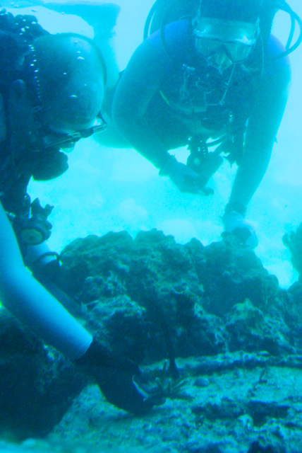 Divers transplant a piece of newly grown Elkhorn coral from a nursery to the hard reef around the Coral World Observatory.