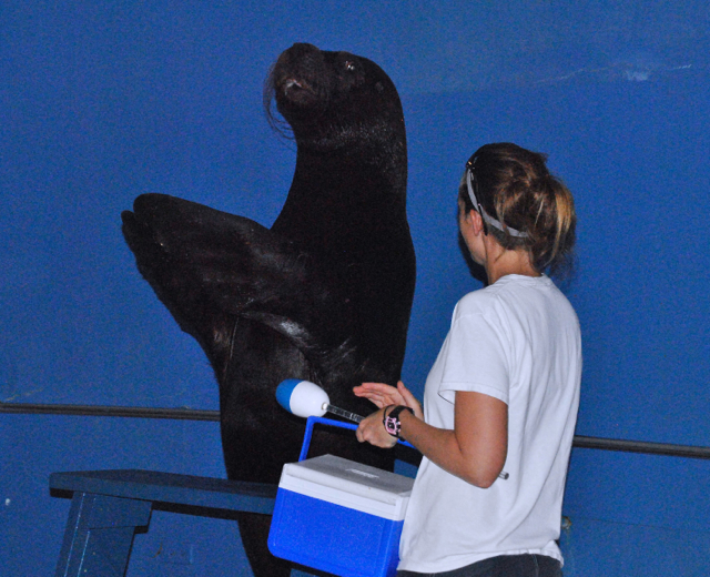 Omar the Sea Lion gives himself a round of applause after a show with his trainer, Sarah Stuve.