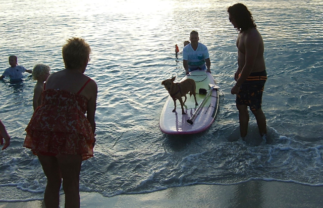 Liza shows her prowess on the paddleboard at Rainbow Beach as part of the first Animal Jam.