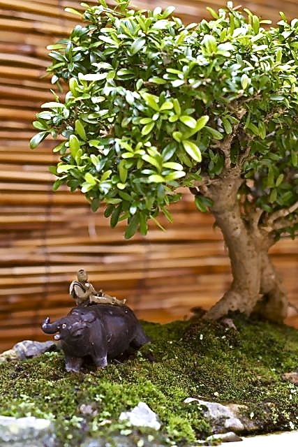 Jan Fabio created a peaceful landscape scene with a small Neea tree.