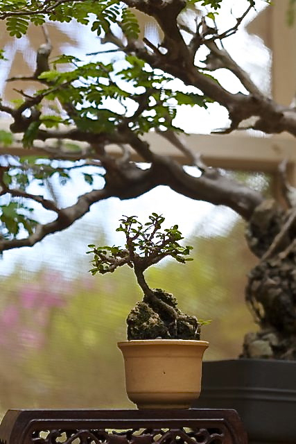 Ramon McIntosh trained this miniature Neea tree, no taller than four inches. 