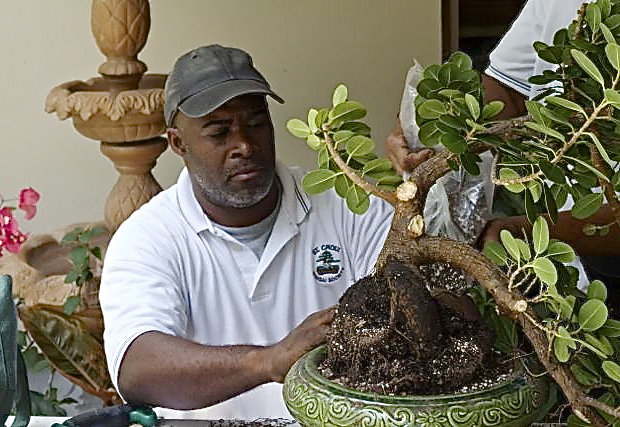 Rudy O'Reilly, president of the St. Croix Bonsai Society, demonstrates the art of bonsai by pruning a ficus tree.