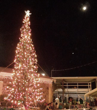 The nearly 30-foot Norfolk pine vied with a nearly full moon for brightest.