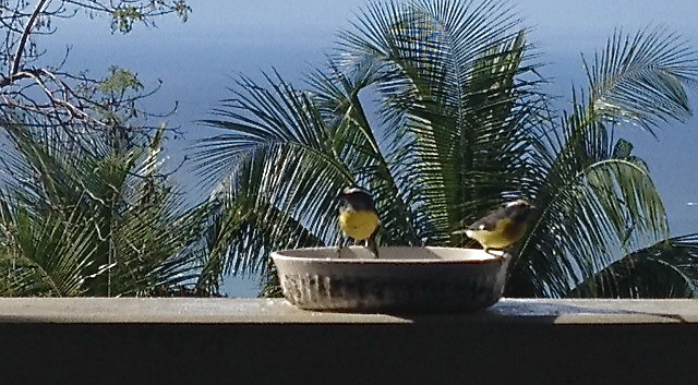 A banaquit is lured to a patio railing with a simple bowl of sugar water.