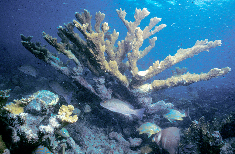 Elkhorn coral (W. Jaap photo courtesy NOAA)