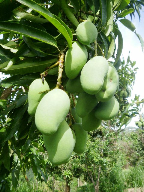 Cluster of green mangoes.