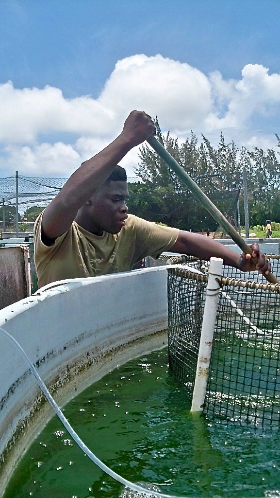 Clemrick Bryan nets a talapia from the UVI aquaponics tank.