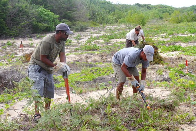 Volunteers cleared tantan trees and dodder vine from Sandy Point to make way for nesting turtles.