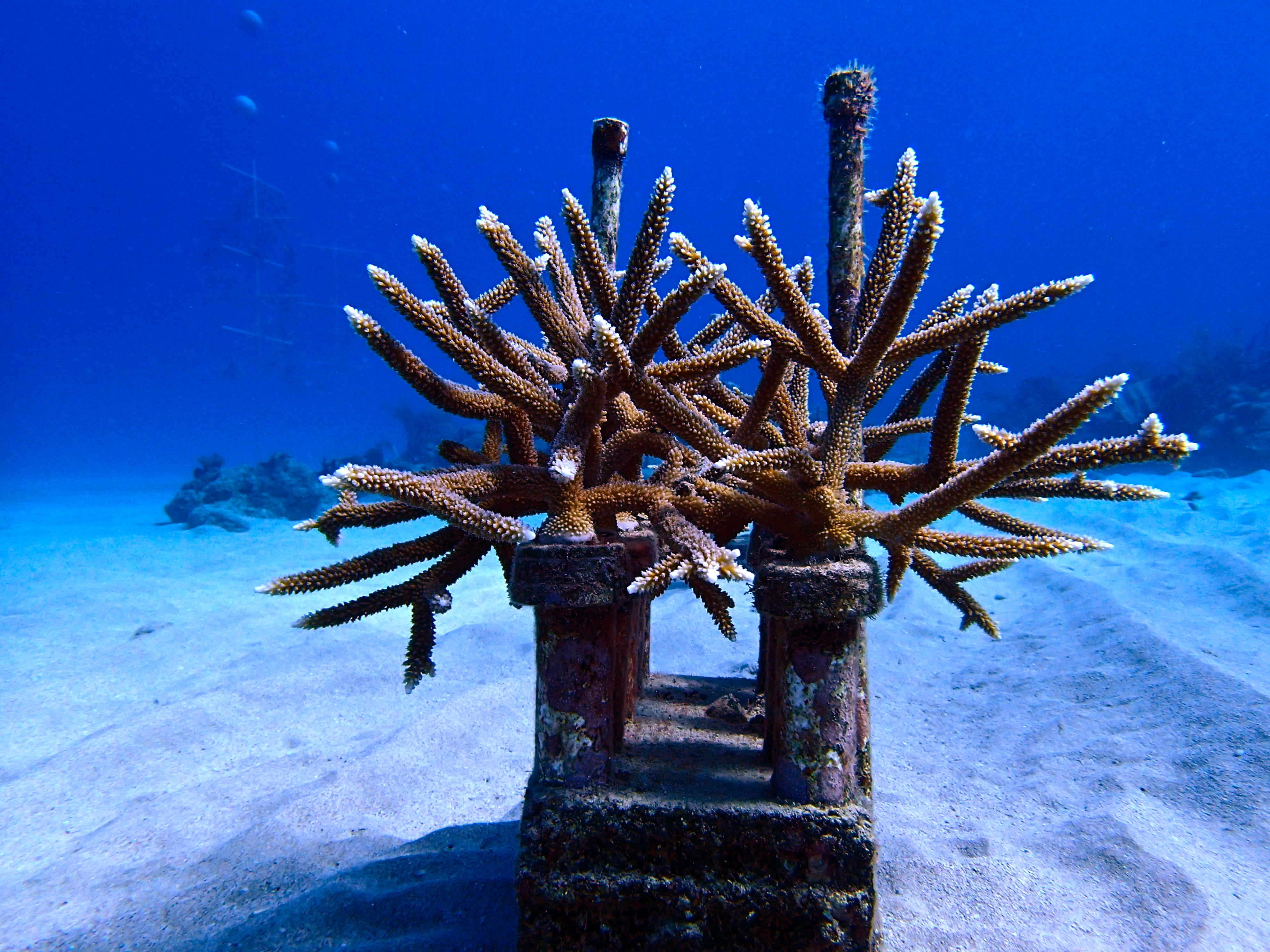 Coral grows in a nursery. (Kemt-Amon Lewis photo)