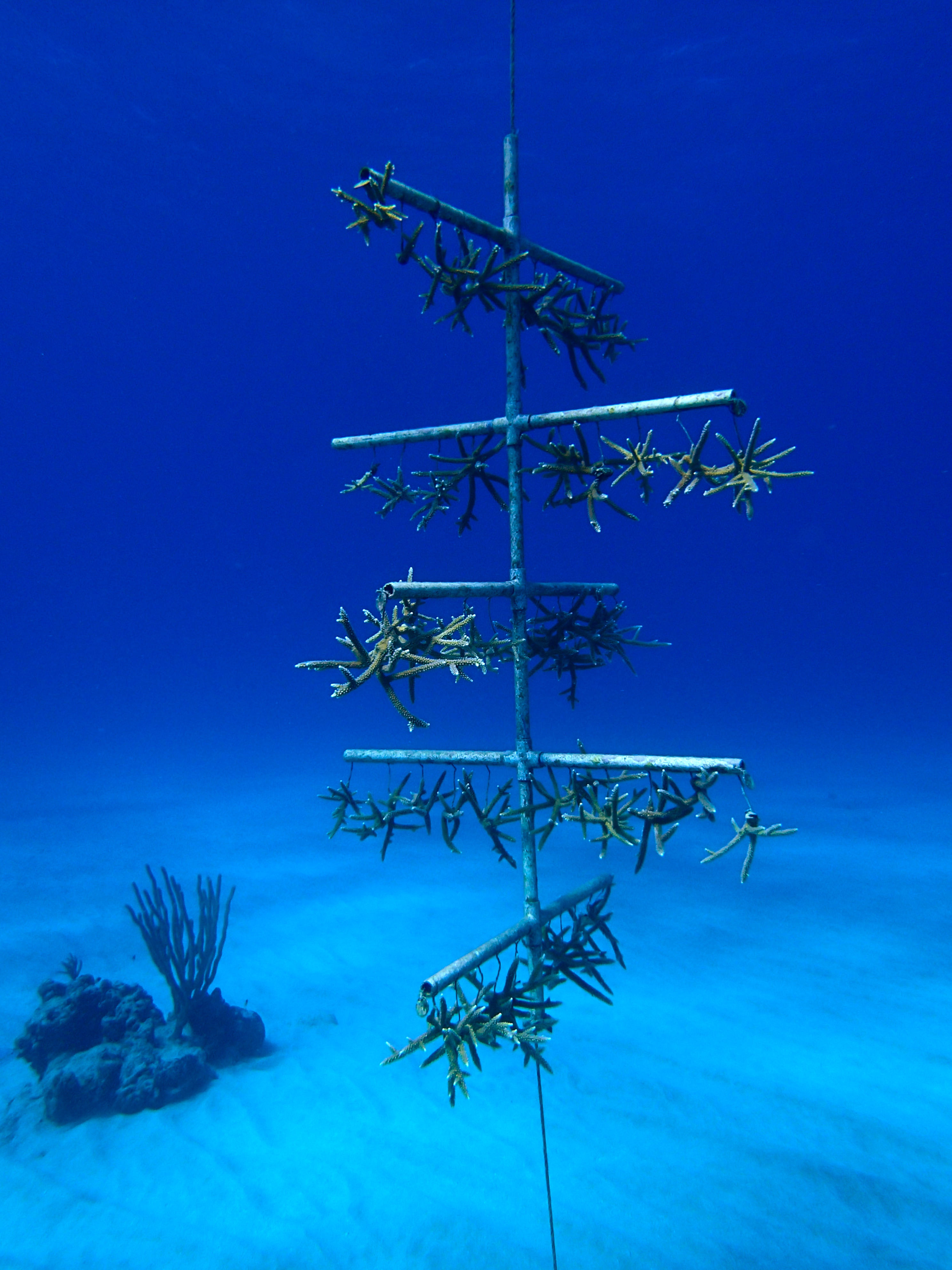 Coral grows on a steel 'tree' in a coral restoration nursery. (Kemt-Amon Lewis photo)