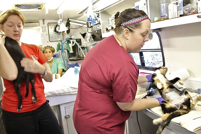 Vet technicians Jessica Wright, left, and Jean Mahoney prep cats for spaying.