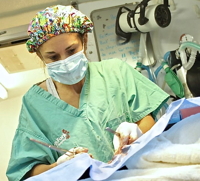 Veterinarian Jennifer Cabral carefully performing a spay procedure.