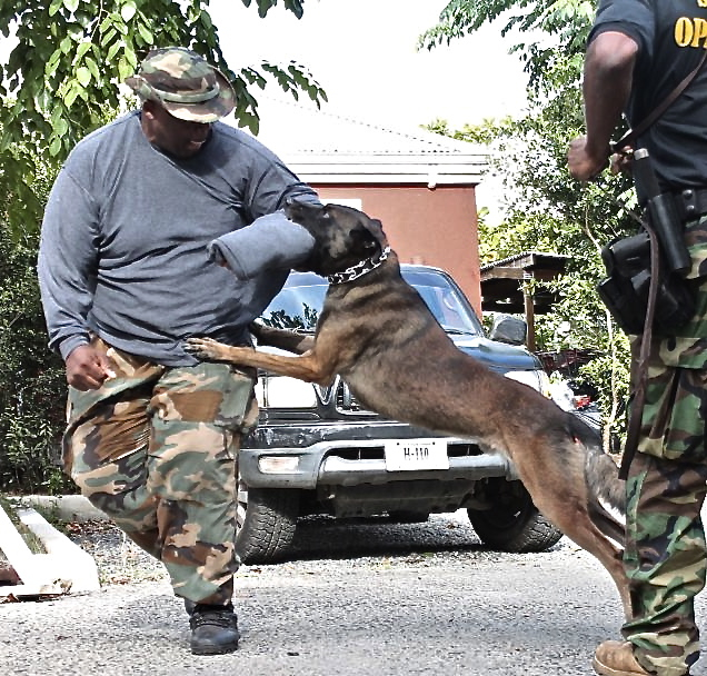 Police Officer Ecedro Lindquist tries to fend off police dog Max during a K9 demo during Barktober Fest.